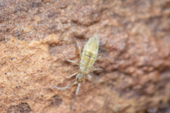 Entomobryidae