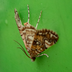 Elophila gyralis