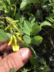 Astragalus umbellatus