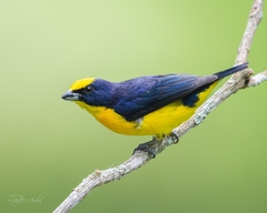 Euphonia laniirostris