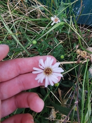 Symphyotrichum novi-belgii