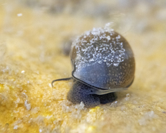 Potamopyrgus antipodarum