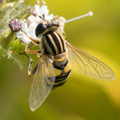 Helophilus latifrons