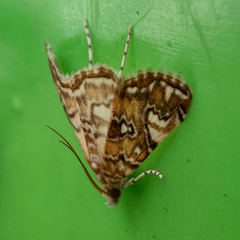 Elophila gyralis