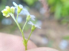 Myosotis cespitosa