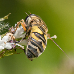 Helophilus latifrons