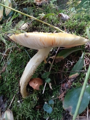 Amanita muscaria guessowii