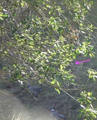 Lestidae