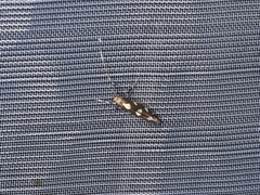 Calybites phasianipennella