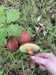Baorangia