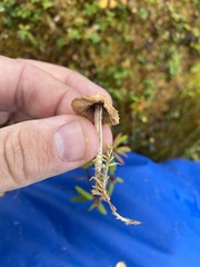 Agaricomycotina