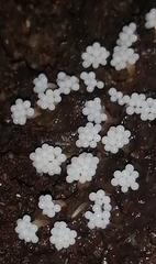 Oligonema verrucosum