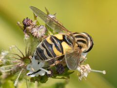Helophilus latifrons