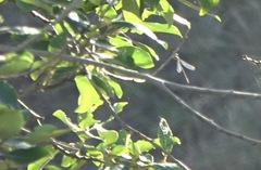 Lestidae