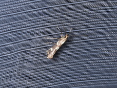 Calybites phasianipennella