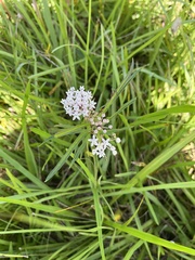 Asclepias
