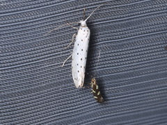 Calybites phasianipennella