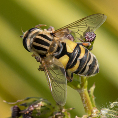 Helophilus latifrons
