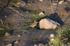 Acrocephalus schoenobaenus