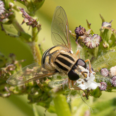 Helophilus latifrons