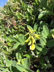 Astragalus umbellatus