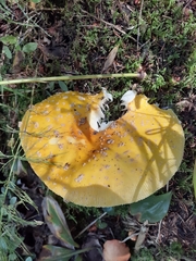 Amanita muscaria guessowii