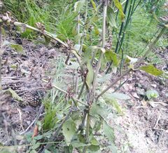 Dracocephalum thymiflorum