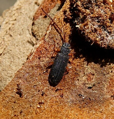 Uleiota planata