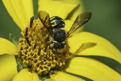 Anthidium oblongatum