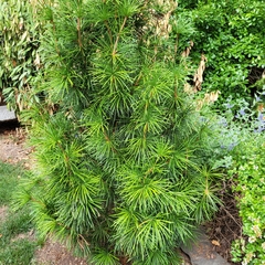 Sciadopitys verticillata