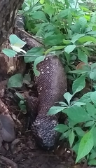 Heloderma horridum