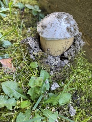 Coprinopsis atramentaria