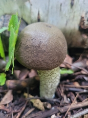 Leccinum scabrum