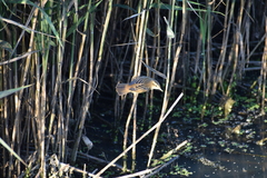 Acrocephalus schoenobaenus