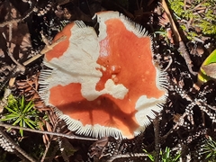 Russula
