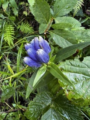 Gentiana andrewsii
