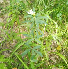 Trifolium lupinaster
