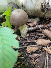 Leccinum scabrum