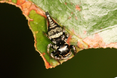 Ptocasius weyersi