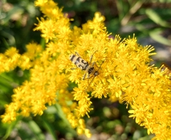 Chlorophorus varius