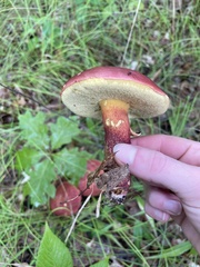 Baorangia