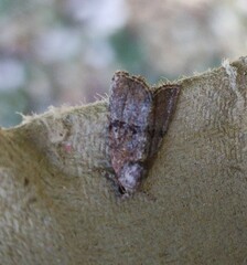 Mesoligia furuncula