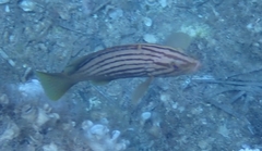 Epinephelus costae
