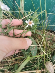 Symphyotrichum novi-belgii