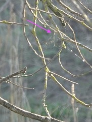 Lestidae
