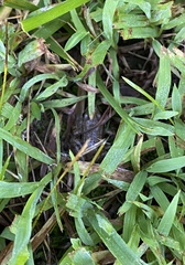 Lithobates sylvaticus