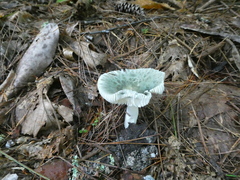 Russula crustosa