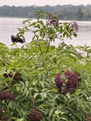 Sambucus canadensis