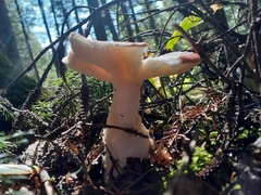Russula