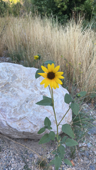 Helianthus petiolaris
